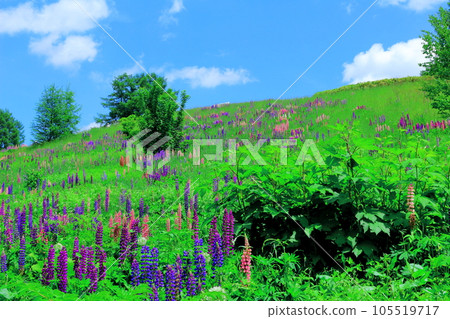 北海道遊記六月上野農場晨園 105519717