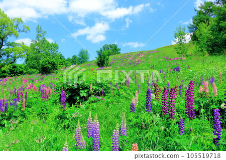 Hokkaido Travelogue June Ueno Farm Morning Garden 105519718