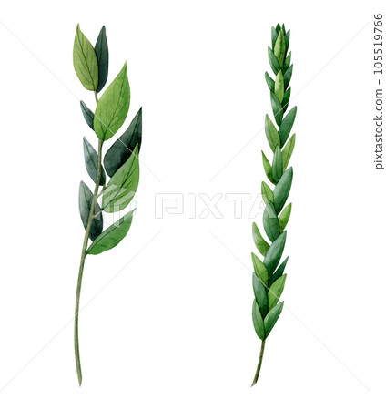Watercolor myrtle branches Illustration set isolated on white background. Symbolic plant of a plant for Sukkot holiday species Watercolor myrtle branches Illustration set isolated on white background. Symbolic plant of a plant for Sukkot holiday species 105519766
