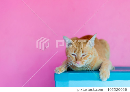 Cat orange on pink background empty space 105520036