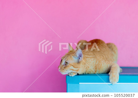 Cat orange on pink background empty space 105520037