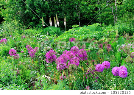Hokkaido Travelogue Ueno Farm in June Afternoon Garden Hokkaido Travelogue Ueno Farm in June Afternoon Garden 105520125