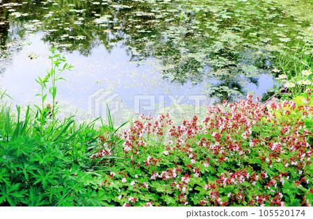 Hokkaido Travelogue Ueno Farm in June Afternoon Garden 105520174