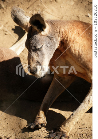黃昏時的紅袋鼠 黃昏時的紅袋鼠 105520210