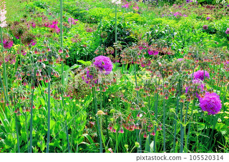 Hokkaido Travelogue Ueno Farm in June Afternoon Garden 105520314