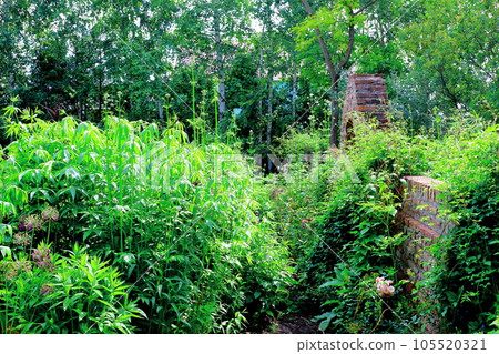 Hokkaido Travelogue Ueno Farm in June Afternoon Garden 105520321