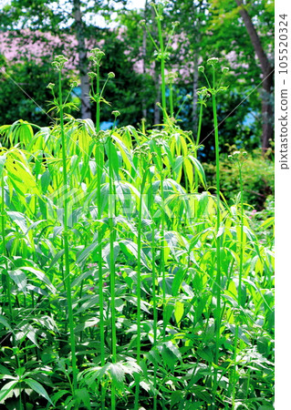 Hokkaido Travelogue Ueno Farm in June Afternoon Garden Hokkaido Travelogue Ueno Farm in June Afternoon Garden 105520324