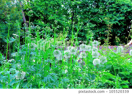 Hokkaido Travelogue Ueno Farm in June Afternoon Garden 105520339