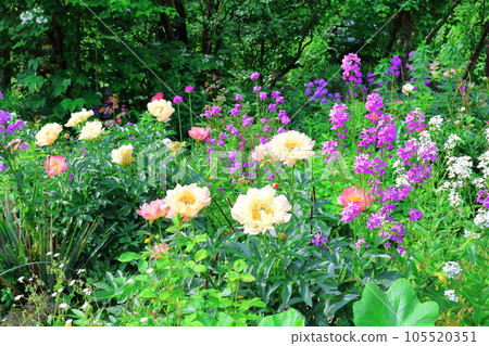 Hokkaido Travelogue Ueno Farm in June Afternoon Garden 105520351