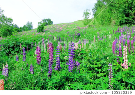 Hokkaido Travelogue Ueno Farm in June Afternoon Garden Hokkaido Travelogue Ueno Farm in June Afternoon Garden 105520359