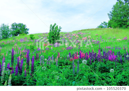 Hokkaido Travelogue Ueno Farm in June Afternoon Garden Hokkaido Travelogue Ueno Farm in June Afternoon Garden 105520370