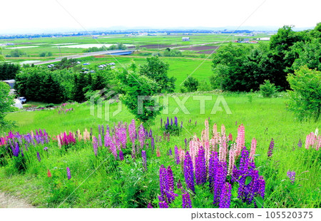 Hokkaido Travelogue Ueno Farm in June Afternoon Garden Hokkaido Travelogue Ueno Farm in June Afternoon Garden 105520375