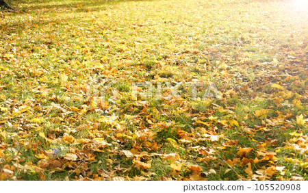 golden autumn season, beautiful park in a sunny morning in fall season golden autumn season, beautiful park in a sunny morning in fall season 105520908