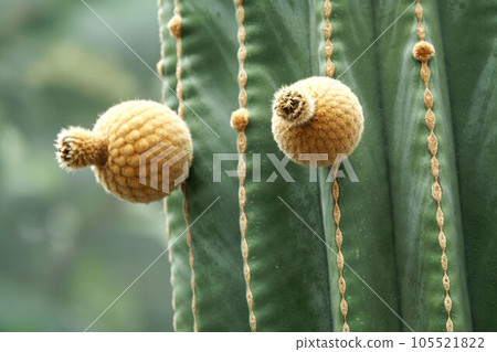cactus _ brinchu _ bud 105521822
