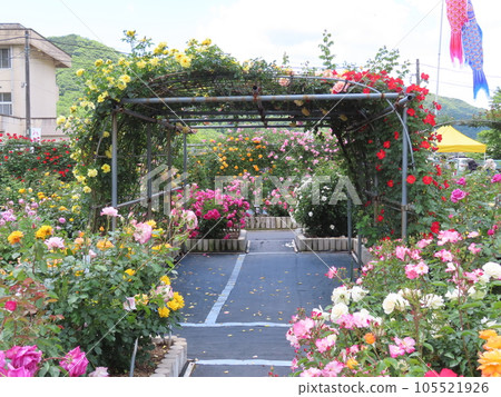 Many rose flowers, flower garden, Morioka Yuyu House Hikasa Rose Garden, Hikasa Rose Festival, Wake Town, Okayama Prefecture Many rose flowers, flower garden, Morioka Yuyu House Hikasa Rose Garden, Hikasa Rose Festival, Wake Town, Okayama Prefecture 105521926