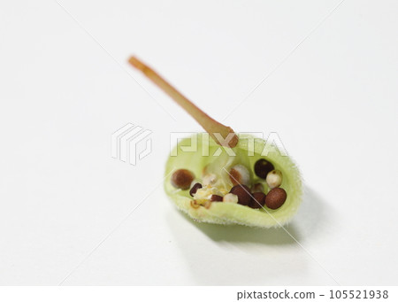 Seeds emerging from cracked balsam seeds Seeds emerging from cracked balsam seeds 105521938