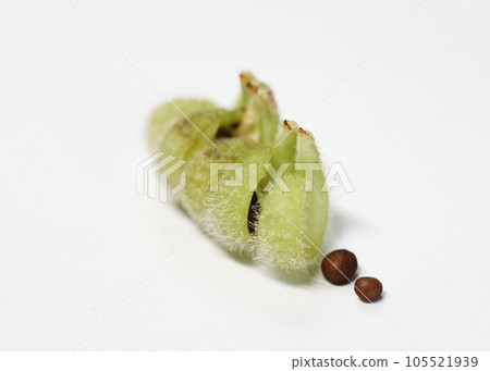 Seeds sprouting from the balsam fruit 105521939