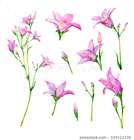 Field bluebell hand-painted watercolor illustration set of delicate flowers isolated on white background. Meadow wildflowers for textile or logo, cards, design and invitation, printing, banner, poster 105522176