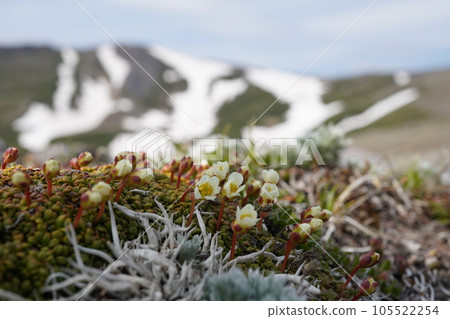 Iwaume blooming in Daisetsuzan 105522254