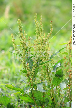 ``Ezonogishigishi'' wild grasses that can be seen around us ``Ezonogishigishi'' wild grasses that can be seen around us 105522404