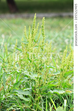 ``Ezonogishigishi'' wild grasses that can be seen around us 105522405