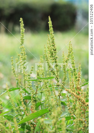 我們周圍隨處可見的野草“Ezonogishigishi” 105522406