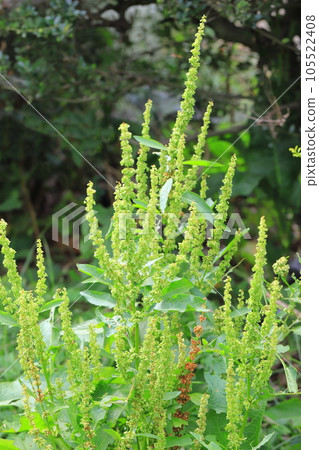 ``Ezonogishigishi'' wild grasses that can be seen around us 105522408
