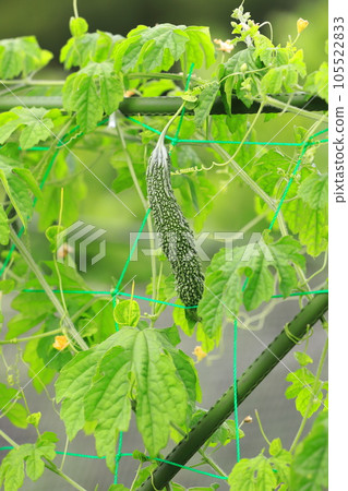 Tsurureishi fruit bitter gourd 105522833