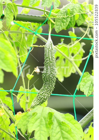 Tsurureishi fruit bitter gourd 105522839