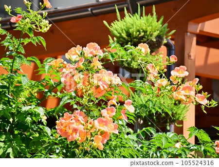 Bright flowers of Trumpet vine 105524316
