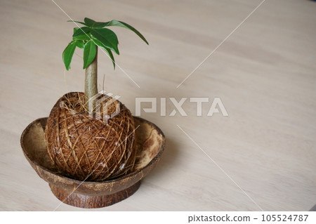 Houseplant on the table Pachira 9 105524787