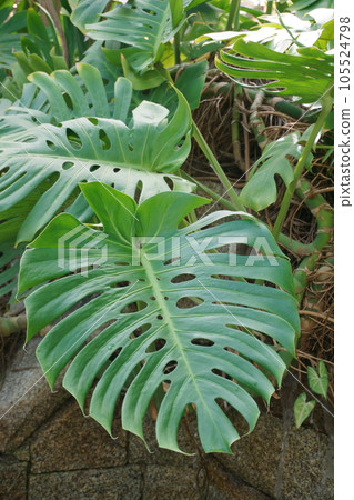 tropical monstera leaves 3 tropical monstera leaves 3 105524798