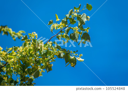 Linden tree flowers clusters tilia cordata, europea, small-leaved lime, littleleaf linden bloom. Linden tree flowers clusters tilia cordata, europea, small-leaved lime, littleleaf linden bloom. 105524848