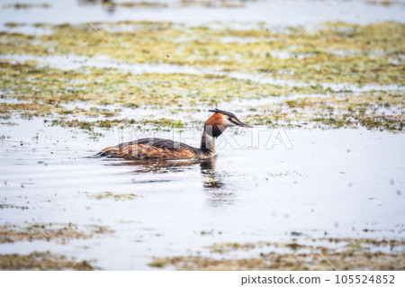 The waterfowl bird Great Crested Grebe swimming in the calm lake 105524852