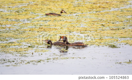 Mating games of two water birds Great Crested Grebes. Two waterfowl birds Great Crested Grebes swim in the lake with heart shaped silhouette 105524863