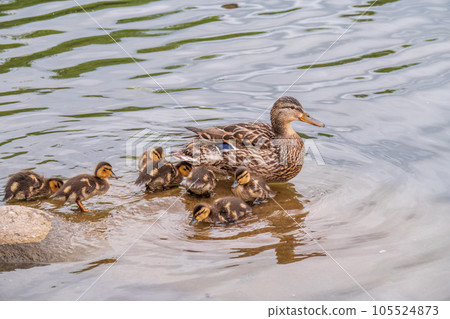 A family of ducks, a duck and its little ducklings are swimming in the water. The duck takes care of its newborn ducklings. Mallard, lat. Anas platyrhynchos 105524873