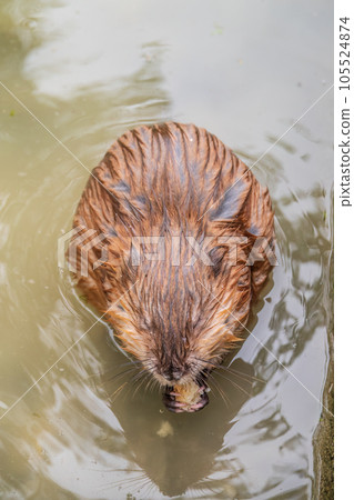 Wild animal Muskrat, Ondatra zibethicuseats, eats on the river bank 105524874