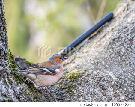 Common chaffinch, Fringilla coelebs, sits on a tree. Common chaffinch in wildlife. Common chaffinch, Fringilla coelebs, sits on a tree. Common chaffinch in wildlife. 105524885