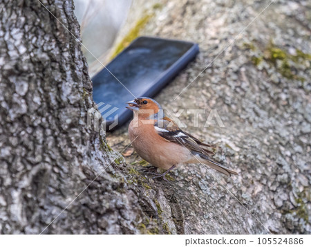 Common chaffinch, Fringilla coelebs, sits on a tree. Common chaffinch in wildlife. Common chaffinch, Fringilla coelebs, sits on a tree. Common chaffinch in wildlife. 105524886
