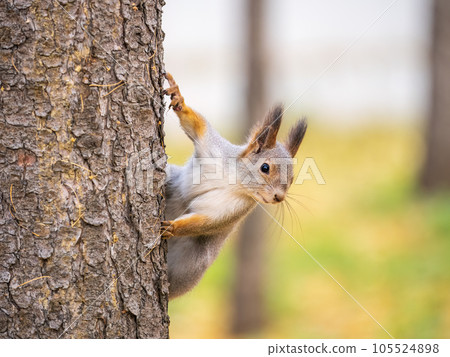 Portrait of a squirrel on a tree trunk Portrait of a squirrel on a tree trunk 105524898