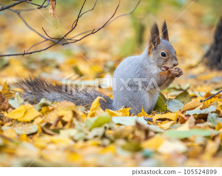 Autumn squirrel with nut sits on green grass with fallen yellow leaves Autumn squirrel with nut sits on green grass with fallen yellow leaves 105524899