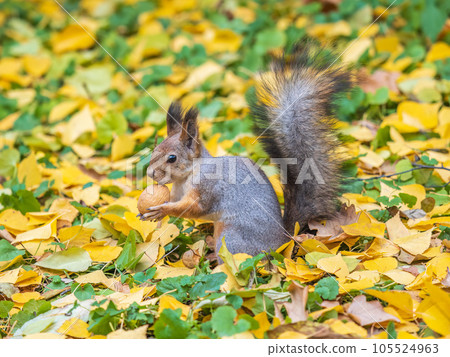 Autumn squirrel with nut sits on green grass with fallen yellow leaves Autumn squirrel with nut sits on green grass with fallen yellow leaves 105524963