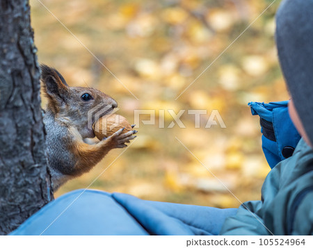 The squirrel with nut sits on tree in the autumn. Eurasian red squirrel, Sciurus vulgaris. The squirrel with nut sits on tree in the autumn. Eurasian red squirrel, Sciurus vulgaris. 105524964