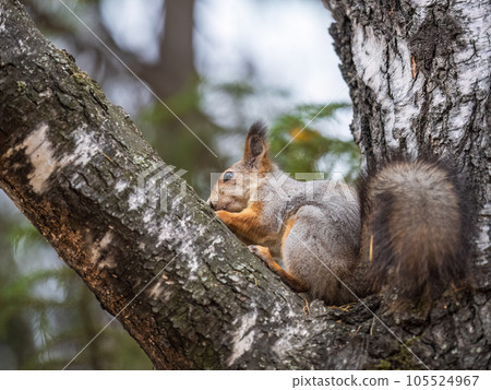The squirrel with nut sits on tree in the autumn. Eurasian red squirrel, Sciurus vulgaris. The squirrel with nut sits on tree in the autumn. Eurasian red squirrel, Sciurus vulgaris. 105524967