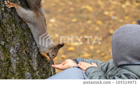 The boy feeds a squirrel with nuts from a hand in the wood The boy feeds a squirrel with nuts from a hand in the wood 105524971