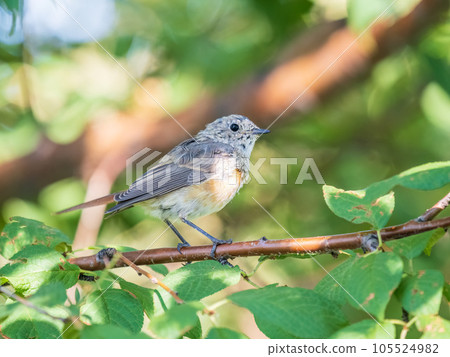 The common redstart, Phoenicurus phoenicurus, young bird, is photographed in close-up sitting on a branch against a blurred background. 105524982
