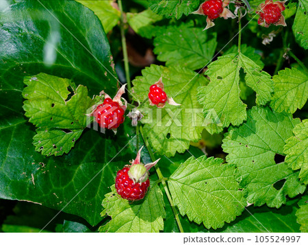 Red fruit of Rosaceae 105524997