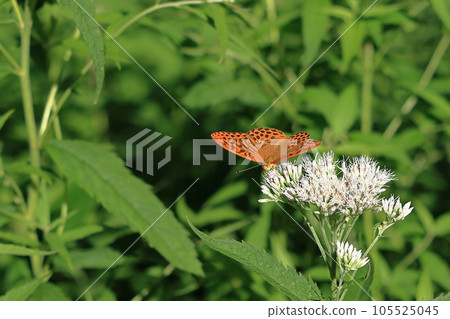 Green fritillary sucking the nectar of Eupatorium 105525045