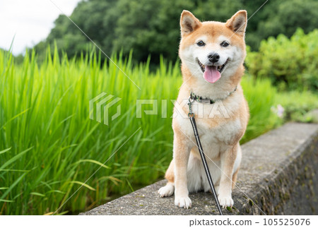 綠色背景的柴犬 稻米背景的柴犬 Koshihikari 和柴犬 可愛的柴犬 綠色背景的柴犬 稻米背景的柴犬 Koshihikari 和柴犬 可愛的柴犬 105525076