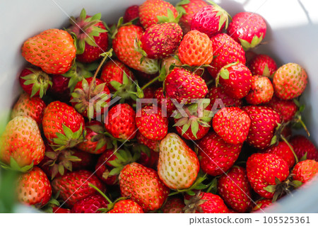 Imperfect fresh organic strawberries. Aerial, sweet. Seasonal Organic Strawberries Grouped Freshly Harvested with Green Leaves and Natural. Healthy Food Backgrounds and Wallpaper. Selective focus 105525361